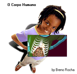 O Corpo Humano